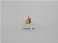 藏品(尺蠖蛾科)的圖片